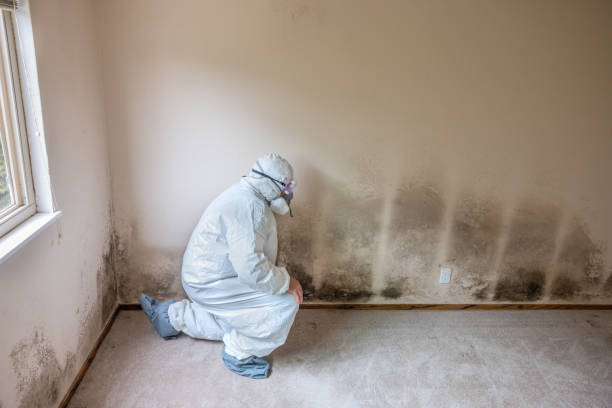 Environmental Consulting for Mold Prevention in Freeport, PA